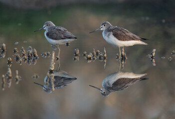 A pair of Common Greenshank at Asker Marsh, Bahrain