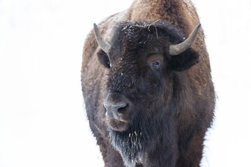 European bison isolated 3 © Cristina Rains