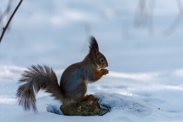 Naklejka na ściany i meble Squirrel in winter 3