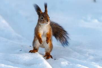 Squirrel in snow
