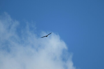 eagle flying in the sky