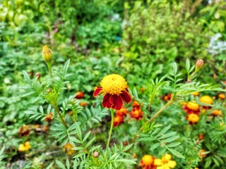 Marigold flowers tagetes patula close up, blurred focus