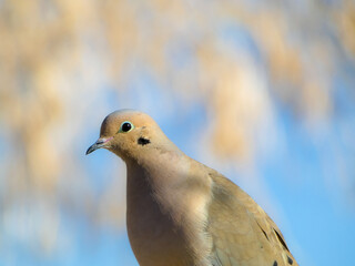 dove on the branch