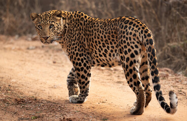 Leopard at Jhalana National Reserve, Jaipur