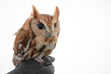Small owl over a white background