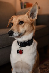 Small dog with a floppy ear, dubious and aware.