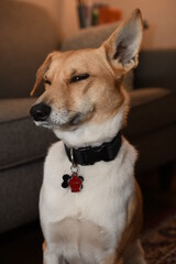 Small dog with a floppy ear, dubious and aware.