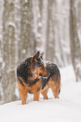 Fototapeta na wymiar german shepherd dog, dog german shepherd in the winter snow forest