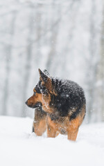 Fototapeta na wymiar german shepherd dog, dog german shepherd in the winter snow forest