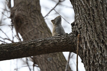 Red Squirrel in tree, Wisconsin