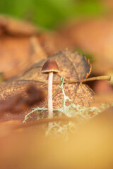 Tiny Mushroom in an Autumn Forest