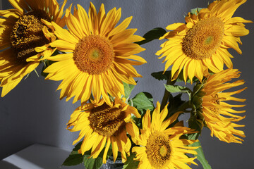 Beautiful sunflowers illuminated by the morning sun