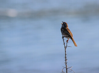 Singing bird