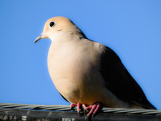 Close up of a dove