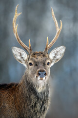 Fototapety  Portrait male deer in the winter forest. Animal in natural habitat