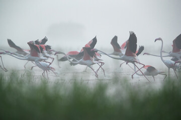 Greater Flamingos takeoff in the foggy morning at Bhigwan bird sanctuary, India