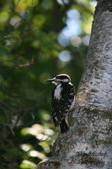 Woodpecker