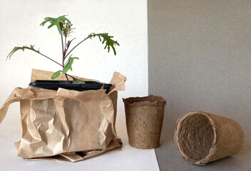 .Plant in pots on a gray background. Ecological pot on a white background. Close-up. selective focus