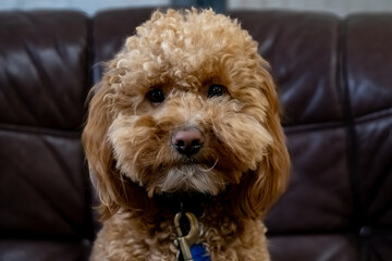 Dog sitting and posing for the camera