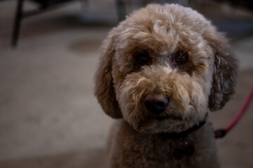 Dog sitting and posing for the camera