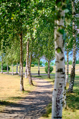 A park in a birch grove