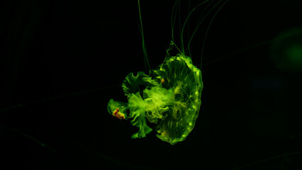 jellyfish in the ocean 