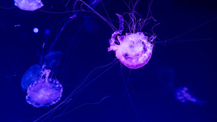 jellyfish in the ocean 
