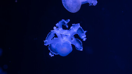jellyfish in the ocean 