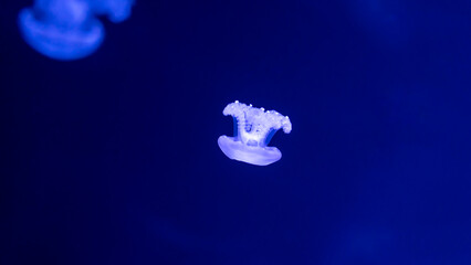 jellyfish in the ocean 