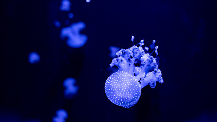 jellyfish in the ocean 