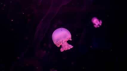 jellyfish in the ocean 