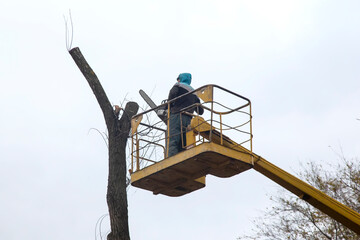 forester worker cuts an old dry tree with a chainsaw