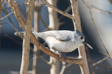 Tufted titmouse On tree