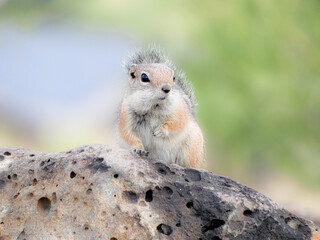 squirrel on a rock