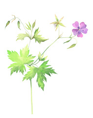Meadow Geraniums in Watercolor