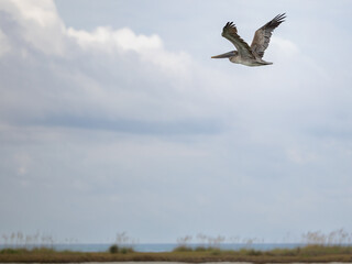 Pelican in Flight