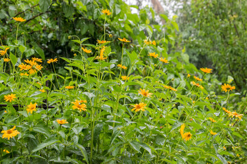 yellow chamomile flowers on long thin stems in summer in the garden