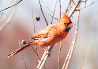 robin on branch