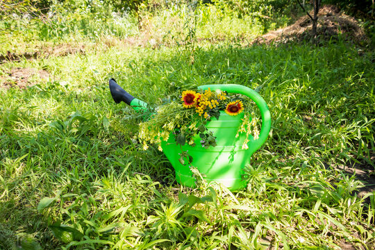 a bouquet of meadow and garden flowers in a green garden watering can in the summer in the garden