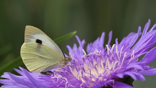 Large White Butterfly or Cabbage butterfly feeding with flower nectar from Stokesia Laevis 'Mels Blue' ( Pieris brassicae )