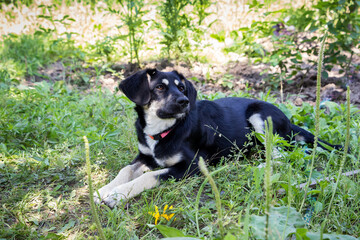 little black puppy for a walk in the park, lies in the grass on the lawn