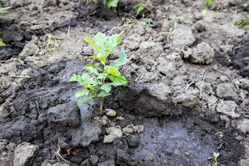 a small young oak sprout with green leaves grows on the ground