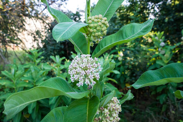 Obraz premium milkwort blooms, pink-lilac small flowers, pollinated by insects