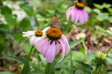 a butterfly and a bee sit on a medicinal echinacea flower in the garden in summer
