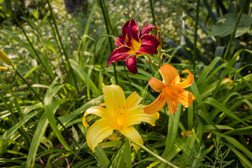 multi-colored garden lilies - red, yellow, orange bloom in the garden on a flower bed