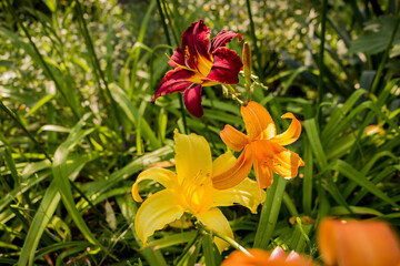 multi-colored garden lilies - red, yellow, orange bloom in the garden on a flower bed
