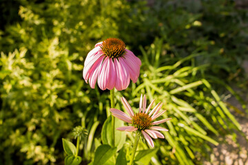 medicinal echinacea flower in the garden in summer