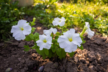flowers of white petunias have blossomed and are blooming in the garden in the flower bed