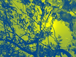 Tree at dusk