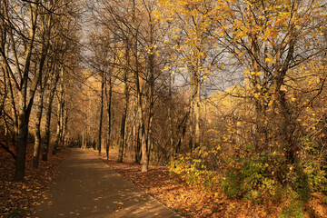 Path in a park in Moscow, golden autumn